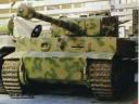Tiger_late_colour.jpg